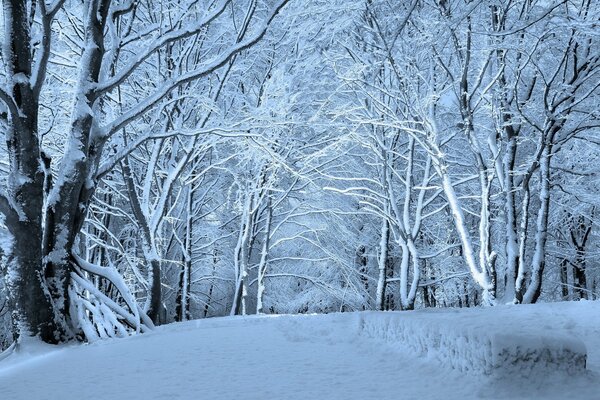 Trees and a path in the winter park