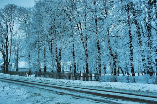 Arbres en bordure de route enveloppés d une couche d hiver