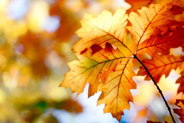 Hojas de otoño y colores de otoño