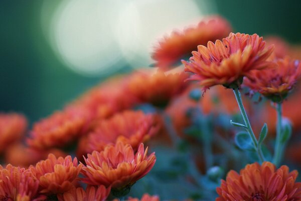 Leuchtend orange Chrysanthemen auf der Wiese