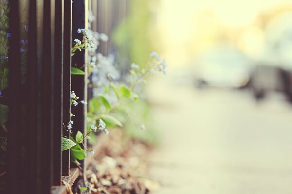 Forget-me-nots, urban background, fencing