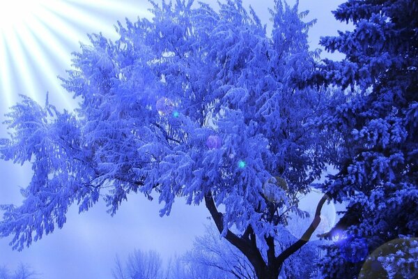 Arbre tentaculaire dans le givre au soleil