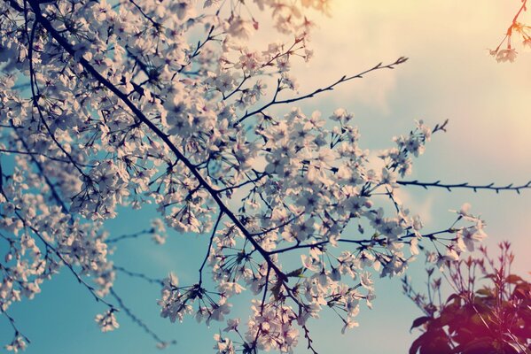 Naturaleza en primavera, flores de cerezo en el árbol