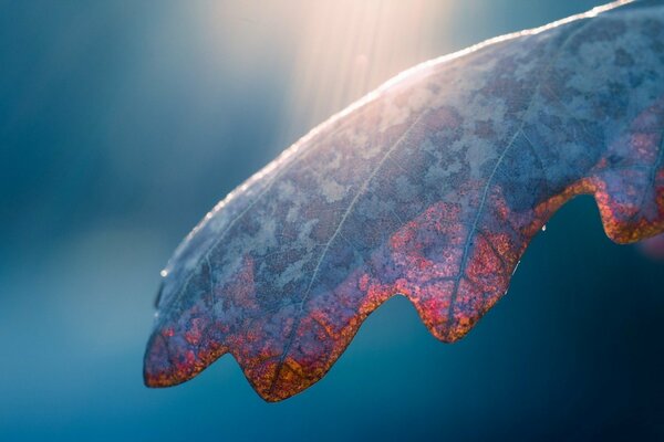 Die Natur. Blätter auf dem Hintergrund des sonnigen Himmels