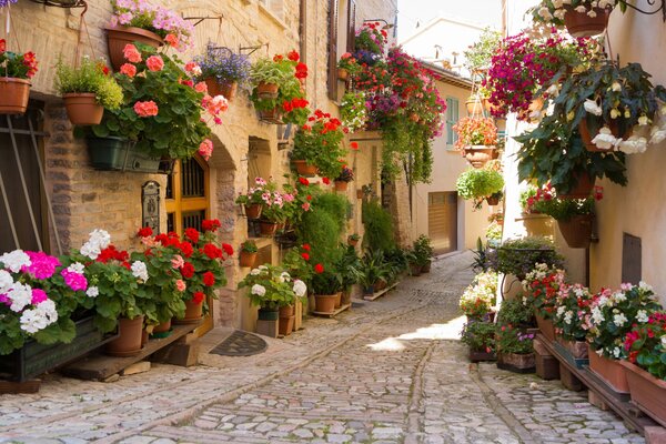 Hermosas flores en una ciudad en Grecia