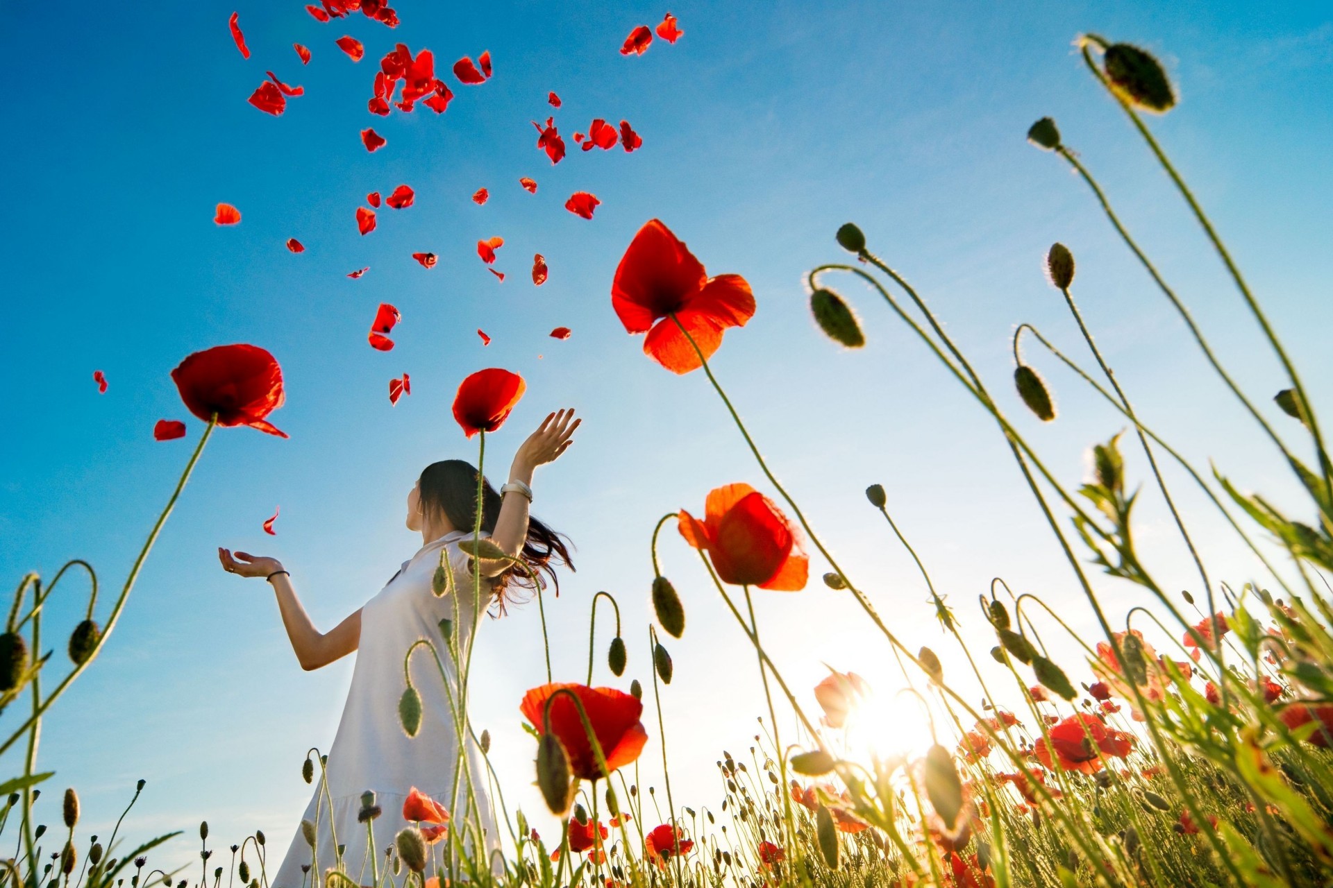 flower full screen widescreen girl mood poppy background wallpaper brunette poppies plants close up the field red