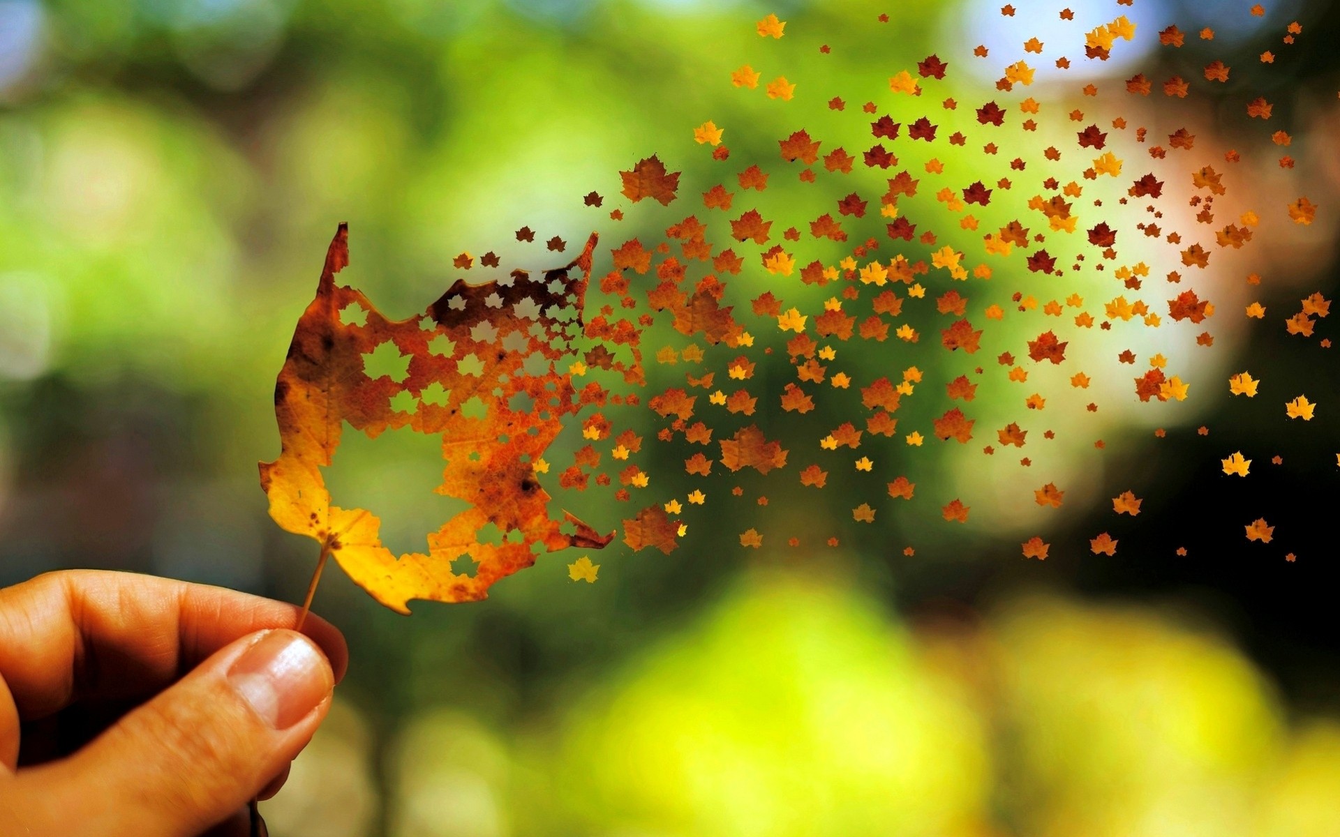 heet full screen widescreen mood background wallpaper hand wind autumn beautiful blur