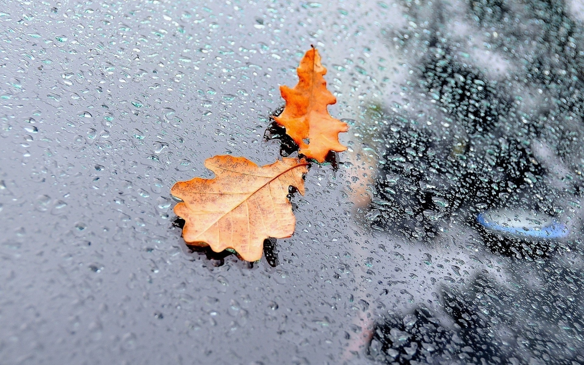 goccia d acqua autunno macro pioggia riflessione foglia