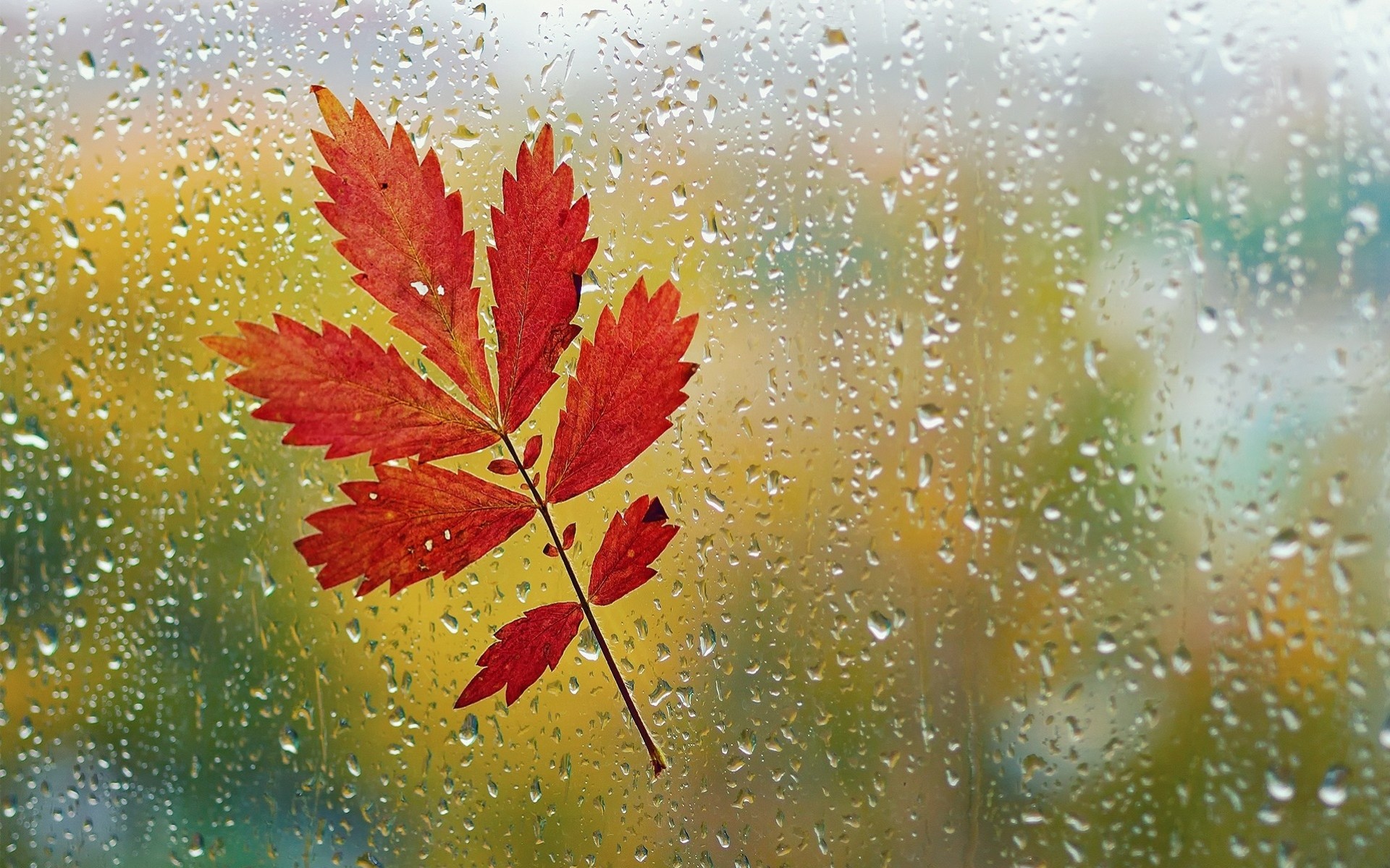 macro pioggia gocce d acqua autunno foglia