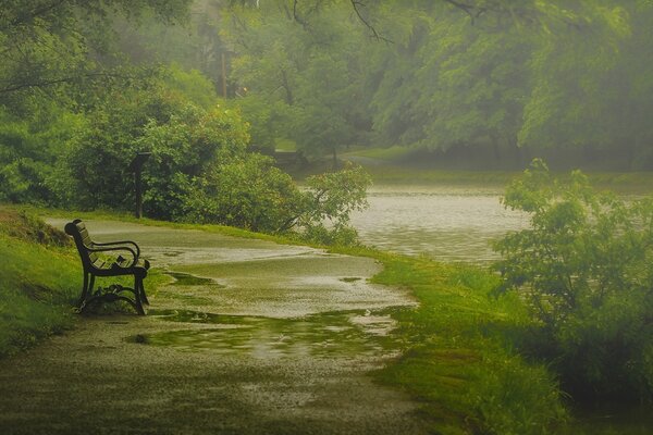 A lonely bench in the park. Nature