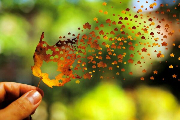 Das herbstliche Ahornblatt bringt den Wind weg