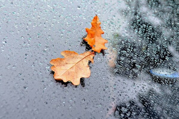 Foglia di quercia autunnale su vetro spruzzato con gocce di pioggia