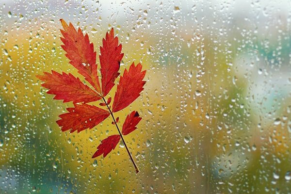 Hoja de otoño sobre vidrio mojado