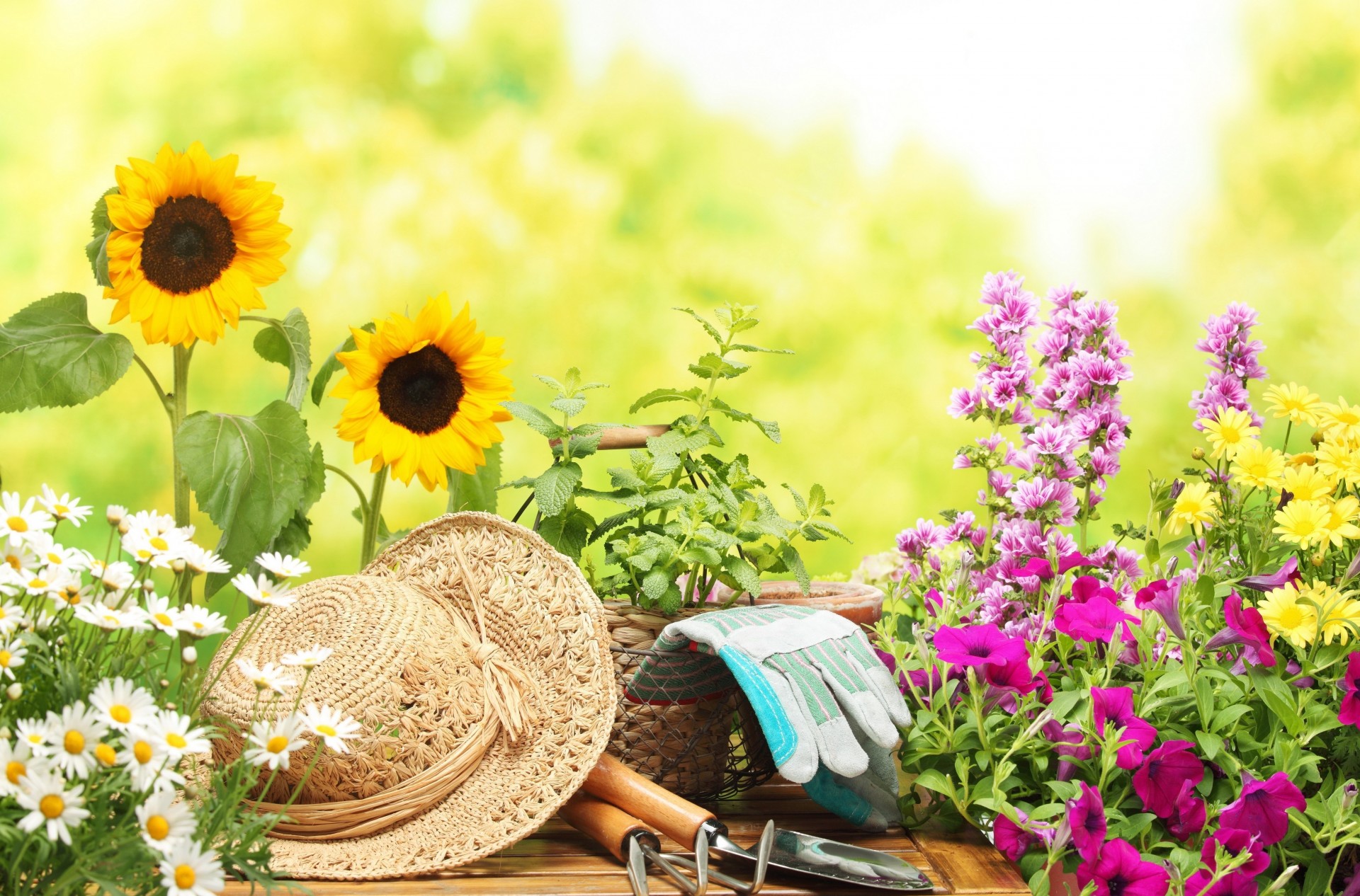 flower gloves mood daisy chamomile background wallpaper hat sunflower blur