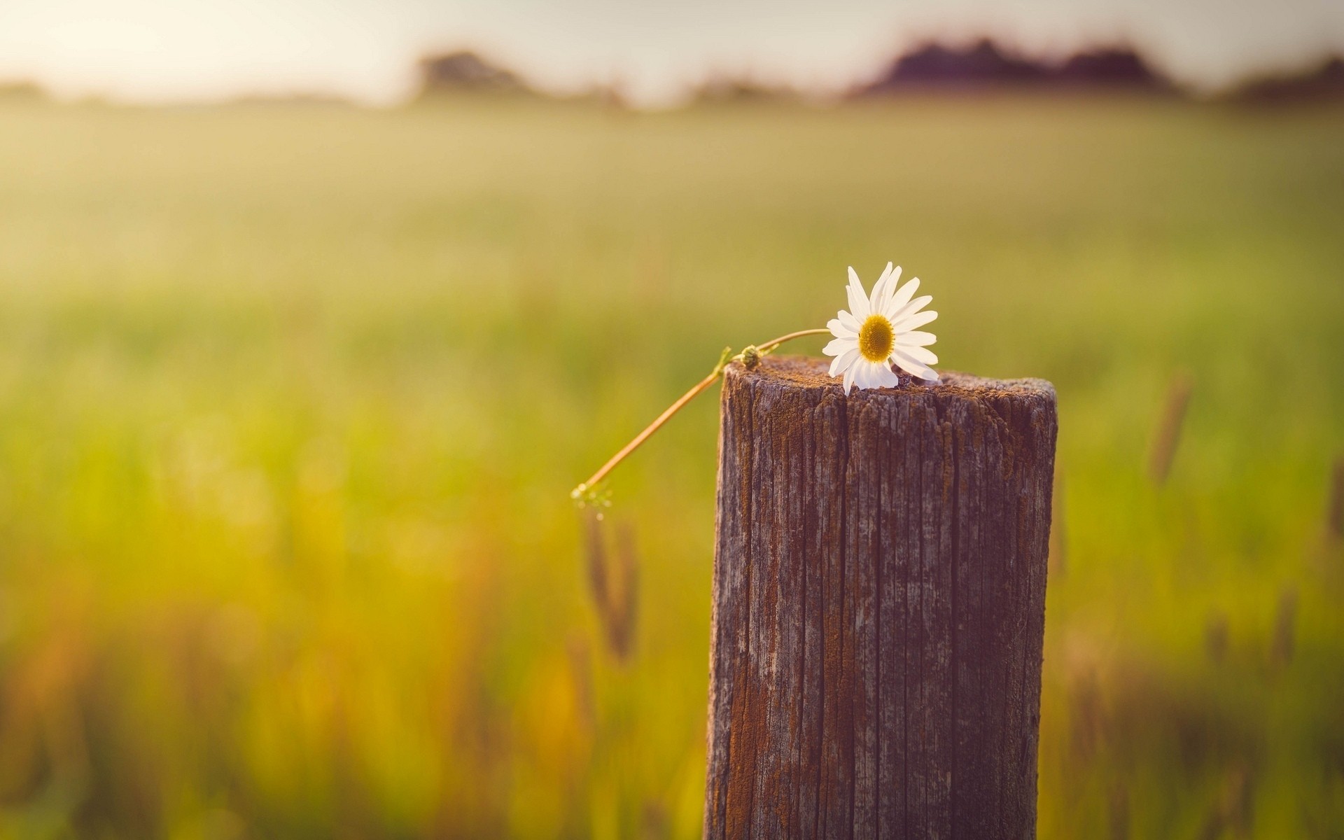 flowers fullscreen widescreen flower mood daisy background pillar tree wallpaper yellow blur macro white