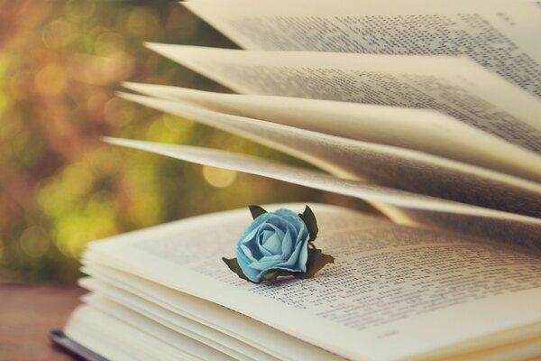 Eine Rose unter den Seiten des Buches