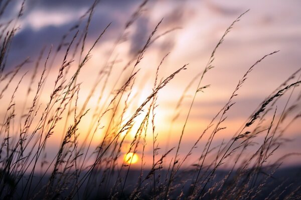 Suave puesta de sol entre el campo