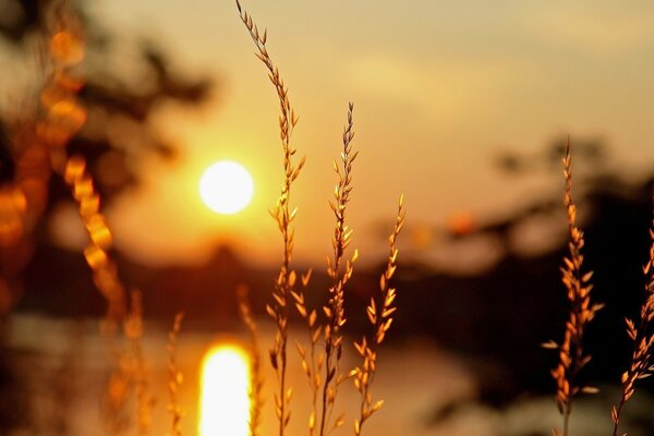 Ears of corn in a field under a sunny sunset