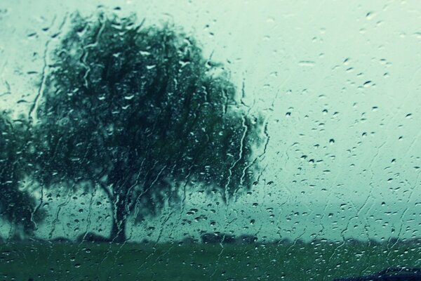 Albero e tempo piovoso fuori dalla finestra