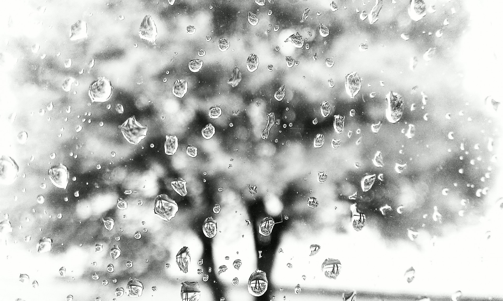 rain window tree black and white fall