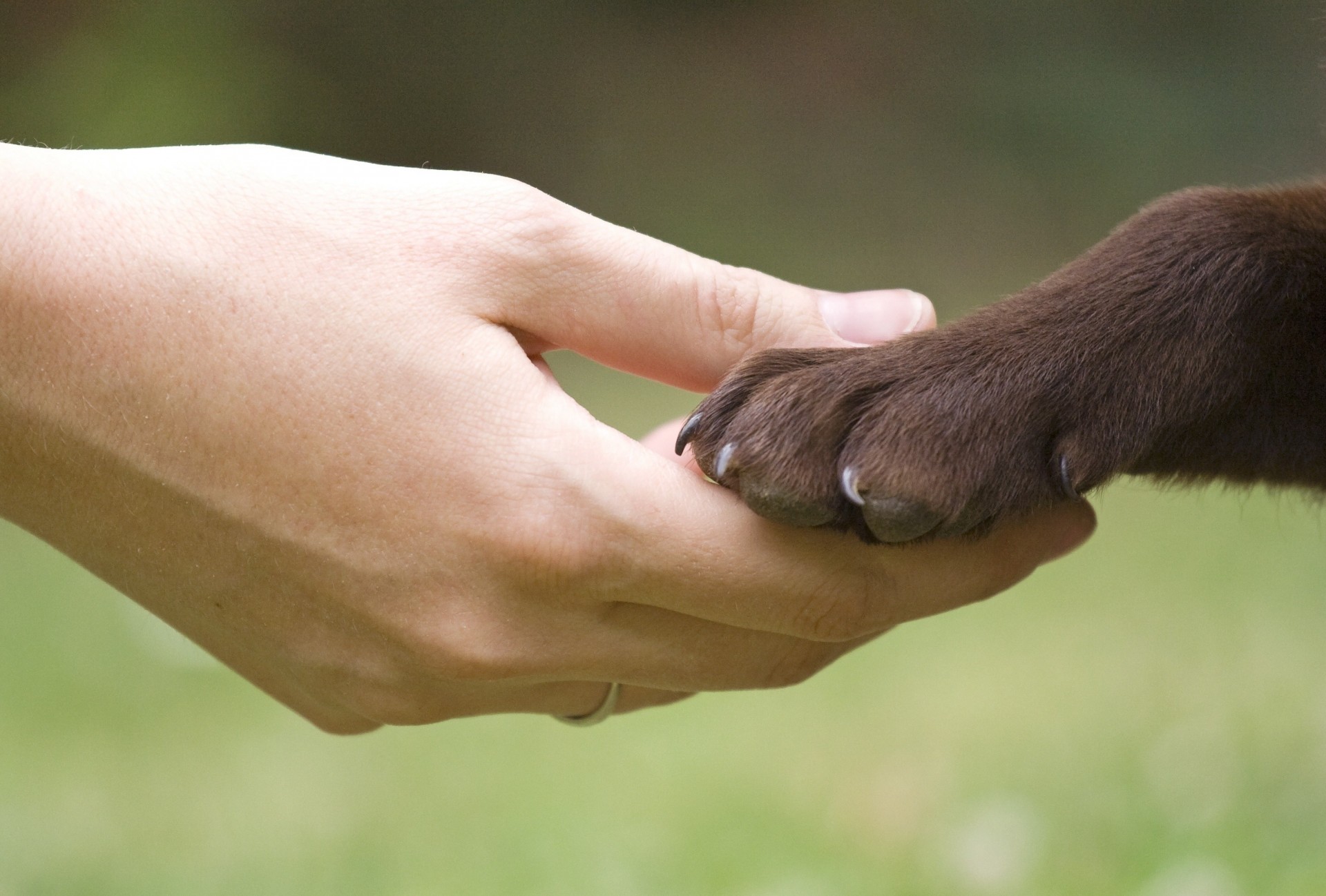 widescreen dog friends girl mood wallpaper best friend other full screen paw hand background blur moe