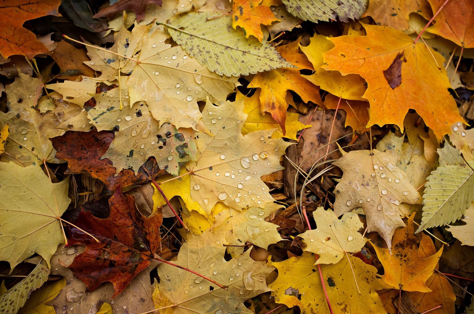 makro herbst laub fällt