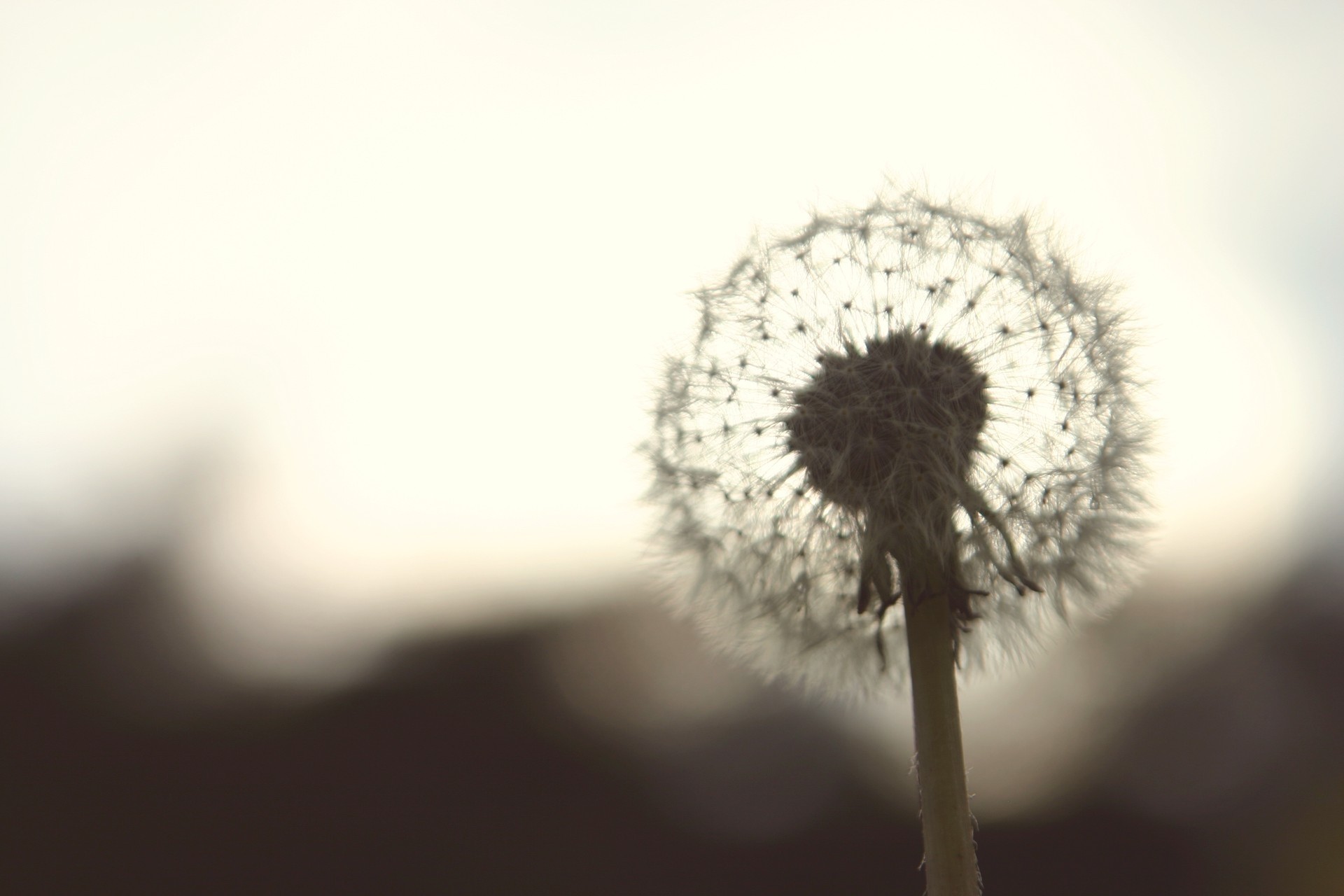 flower dandelion