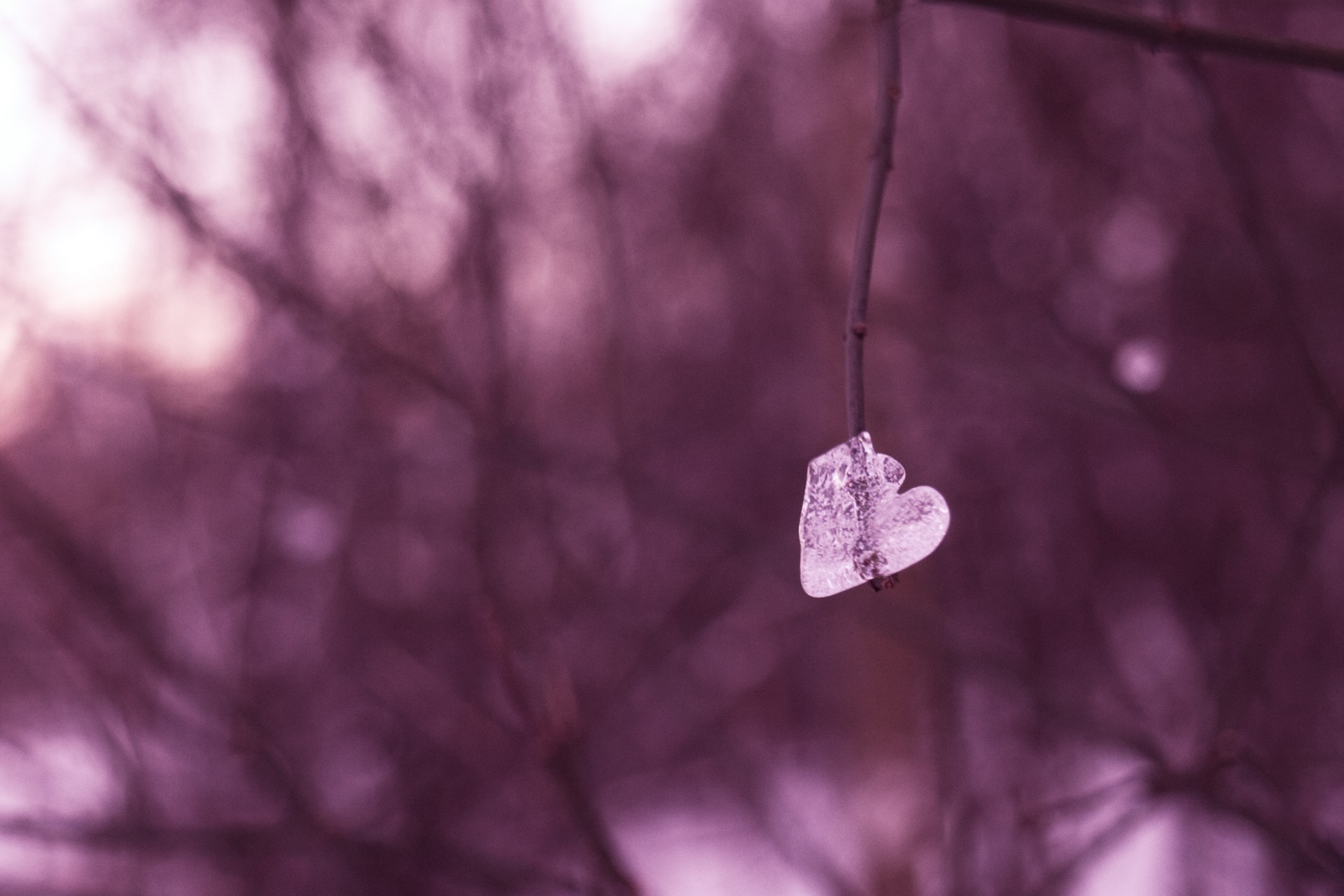 printemps coeur glaçon congelé