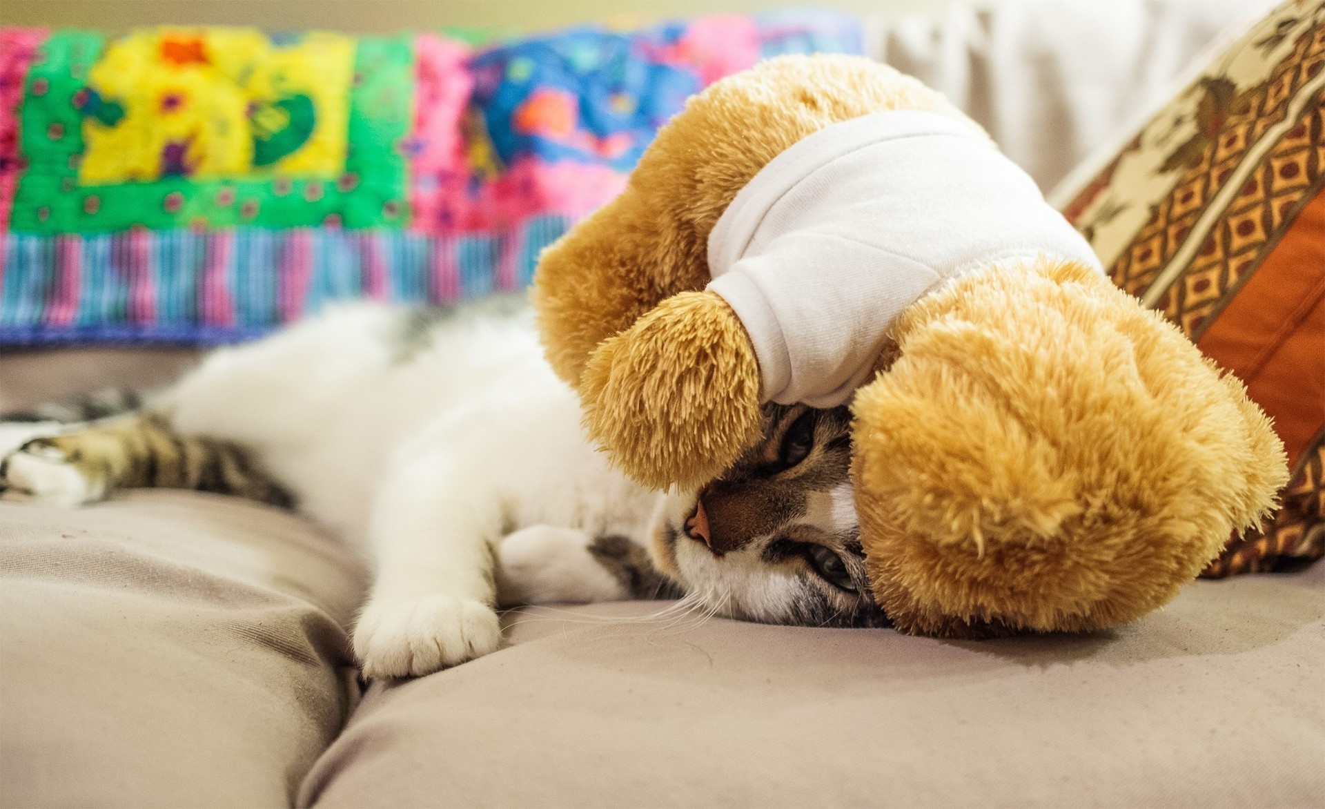 gato sofá lindo juguetes oso de peluche