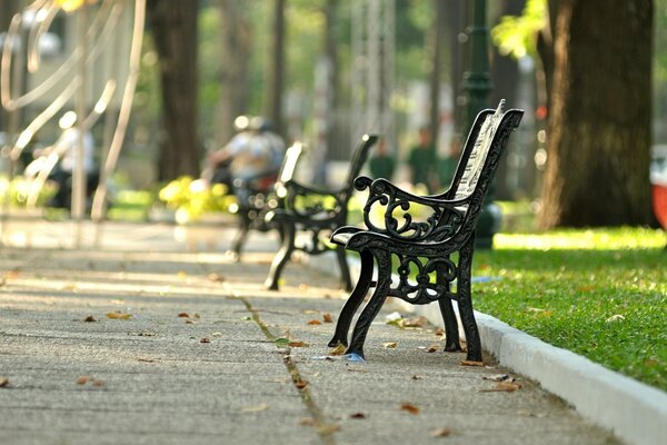 Summer landscape - elegant benches against the background of park trees