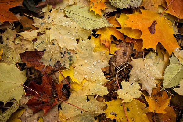 Fallen leaves macro shooting