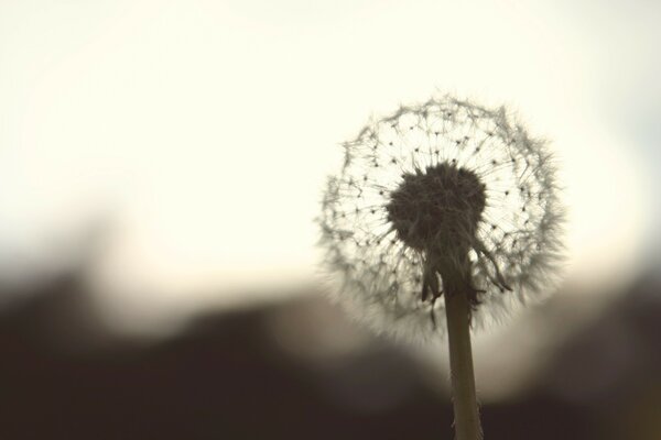 The dandelion flower stands very gently on a hollow leg