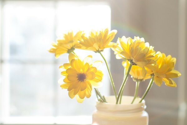 Яркие желтые цветы при солнечном свете