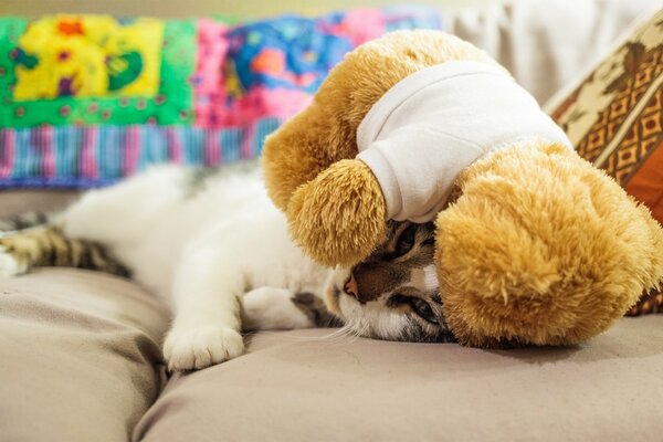 Un gatto assonnato con un giocattolo. Orsacchiotto