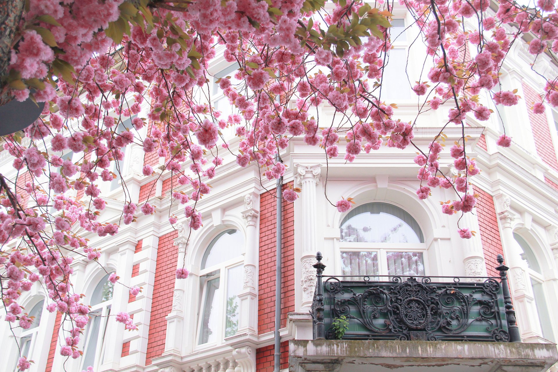 paris france ville architecture bâtiment maison balcon fenêtre arbre sakura floraison