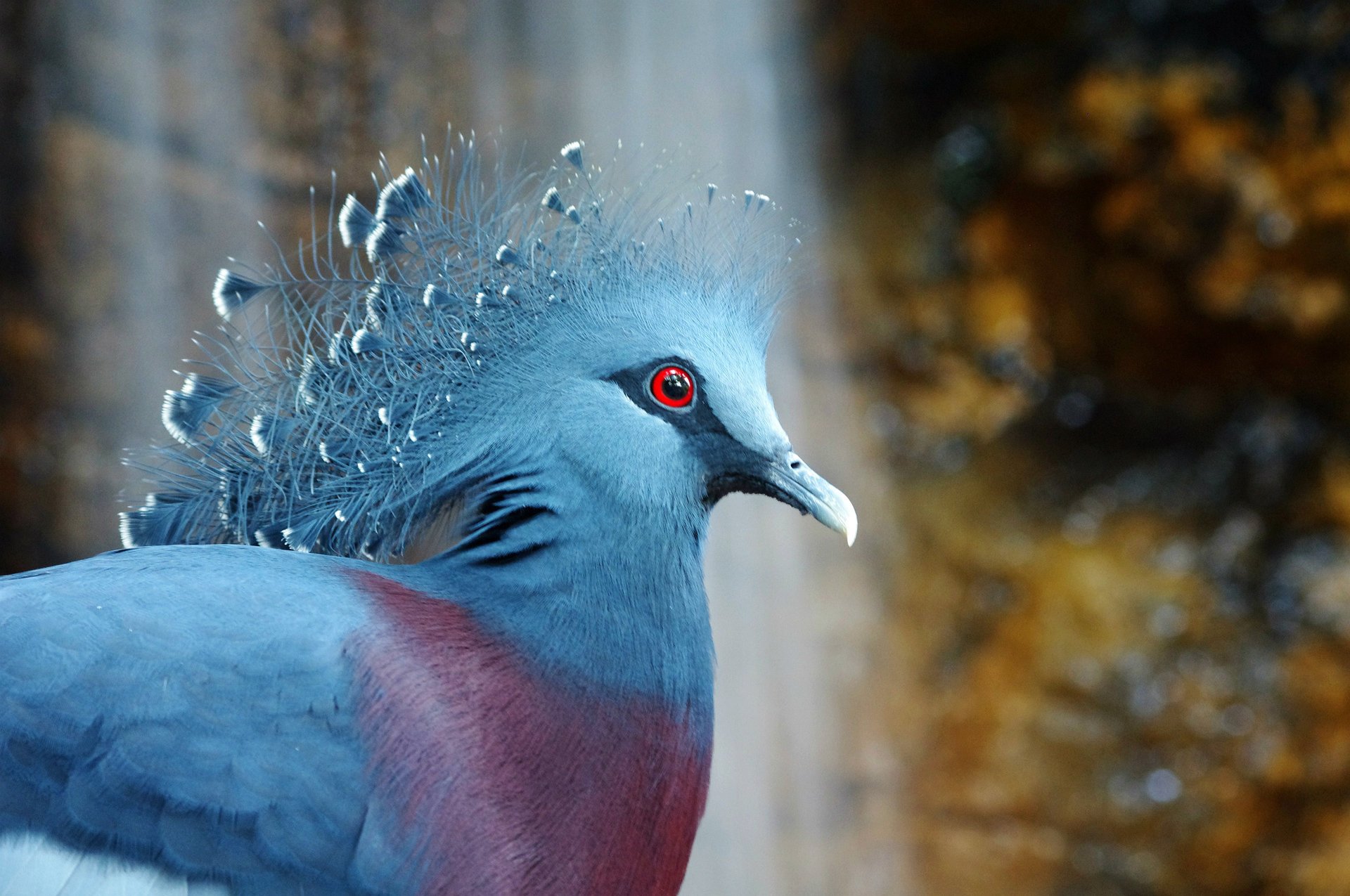 gołąb koronowany victoria crowned pigeon bird ptak