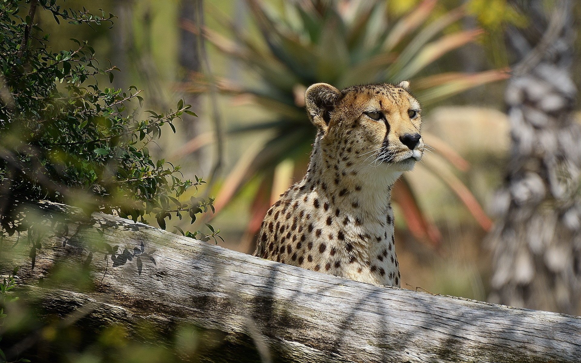 ghepardo muso interesse predatore vista