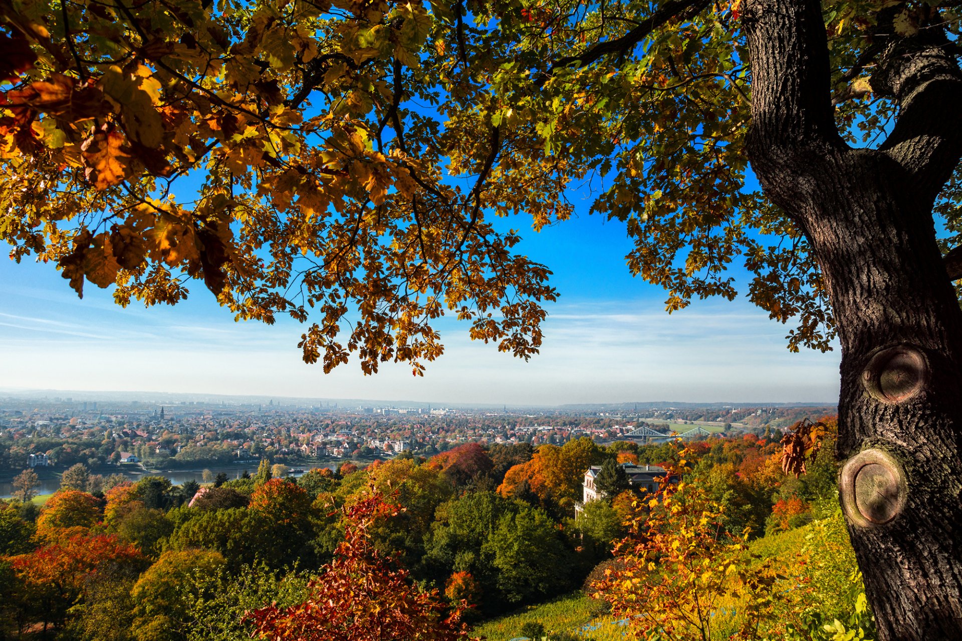 dresde allemagne ville vue maison pont colline arbre arbres automne