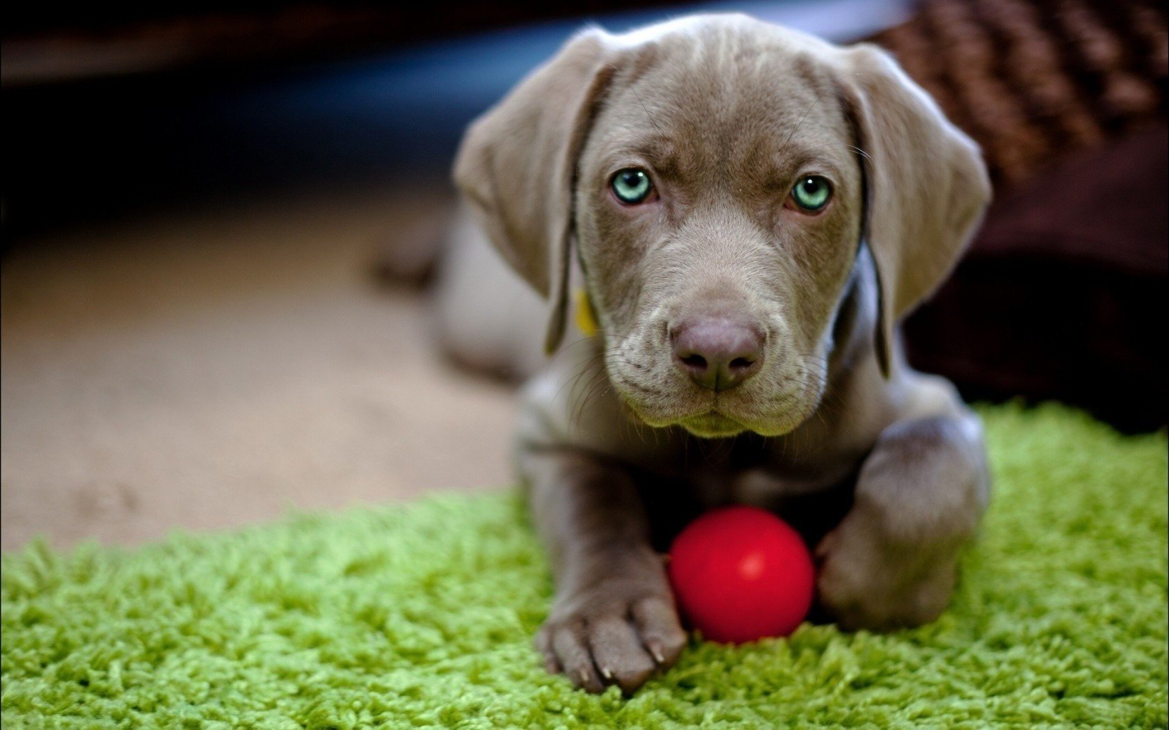 perrito juguete perro perros pelota