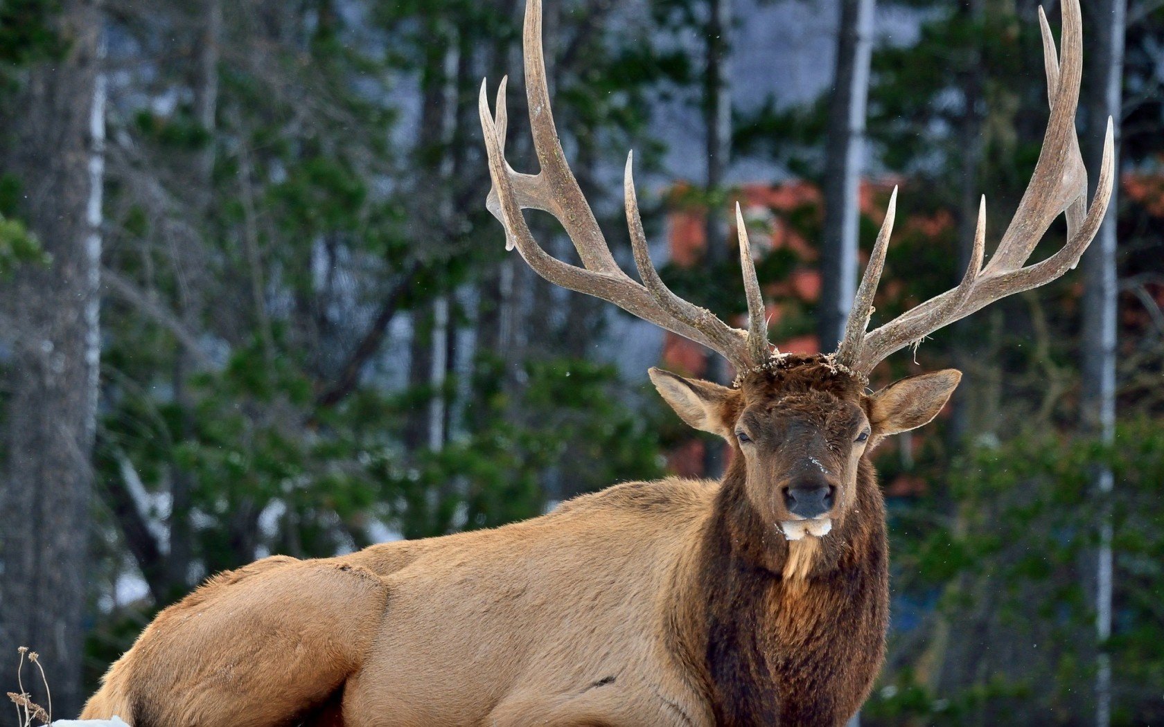 horns deer snow