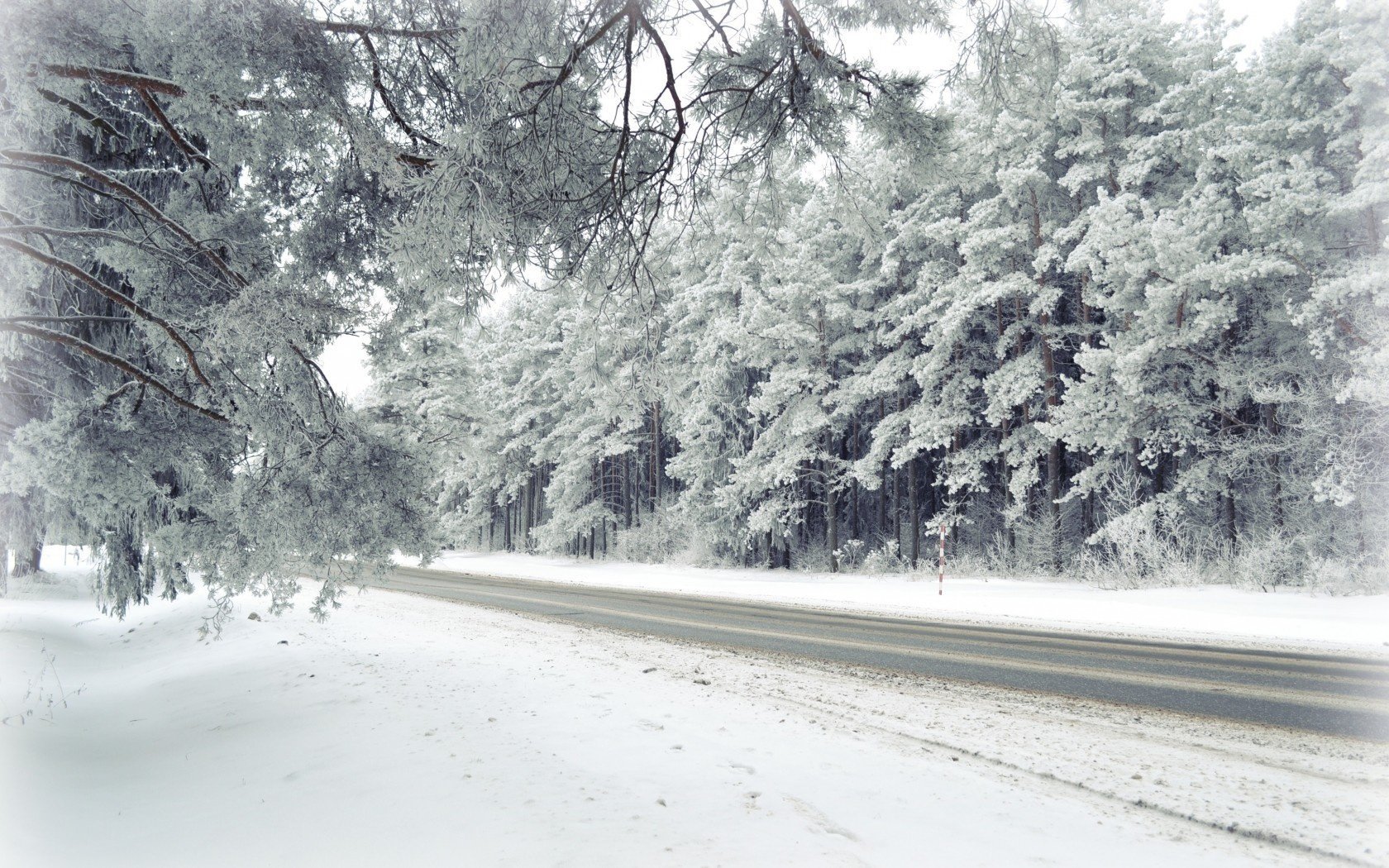 landscapes winter forest nature road