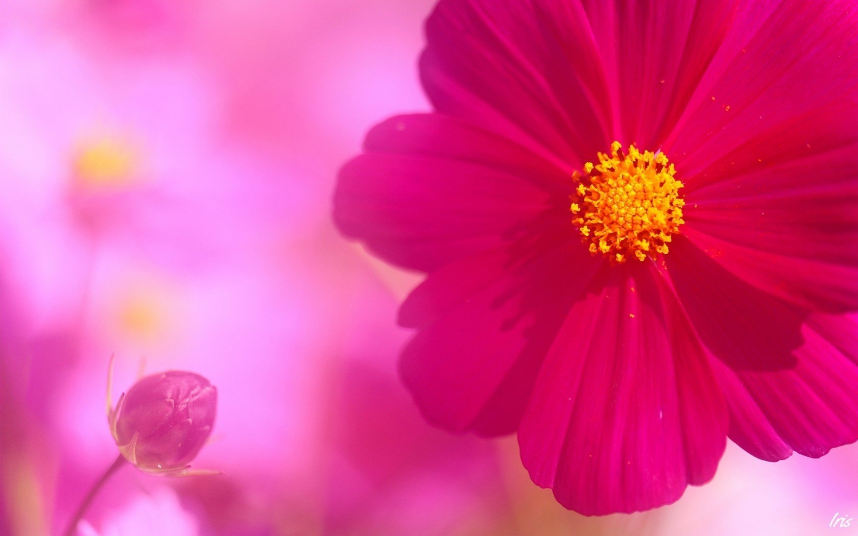 cosmea brote flor rosa