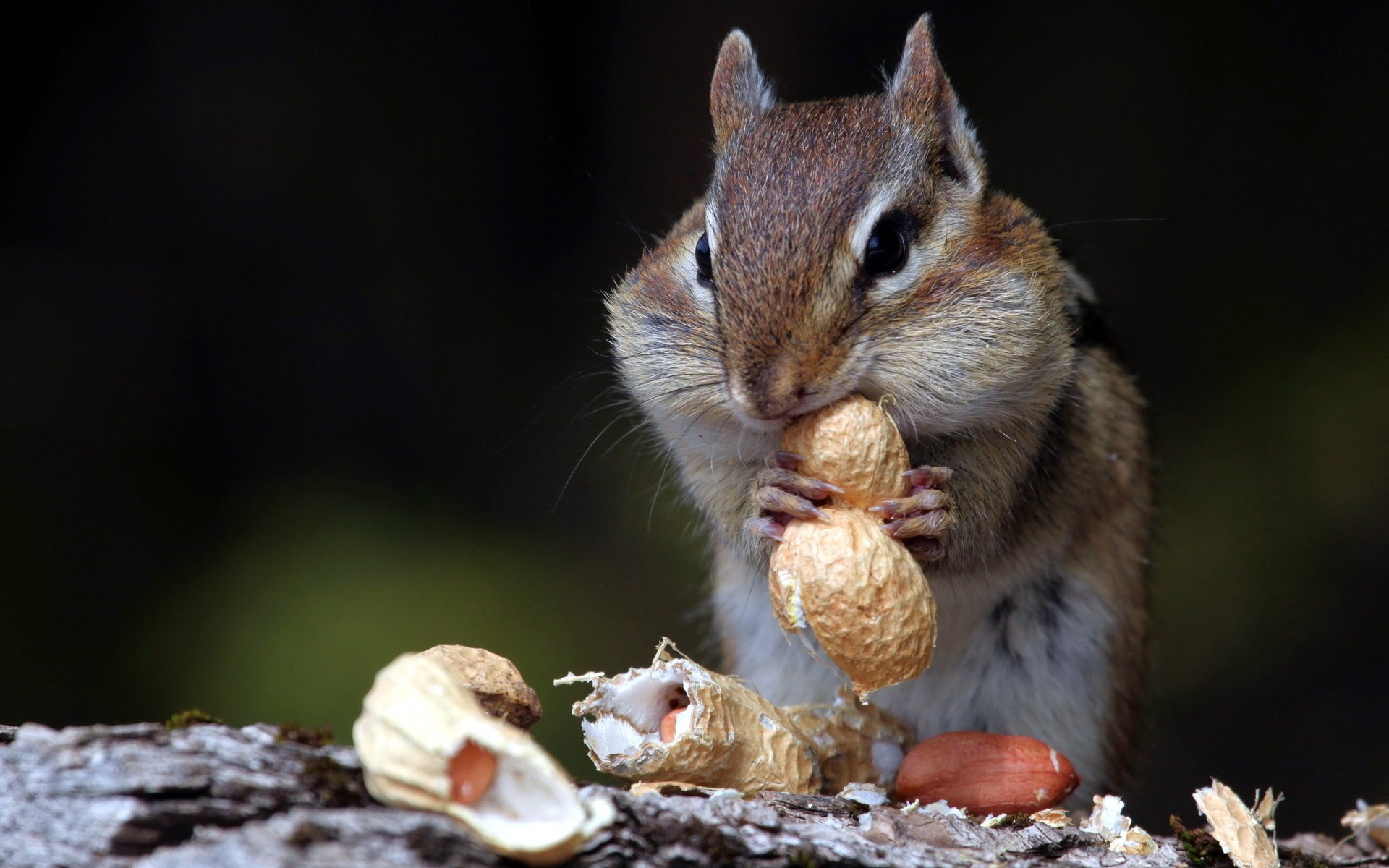 chipmunk noci natura