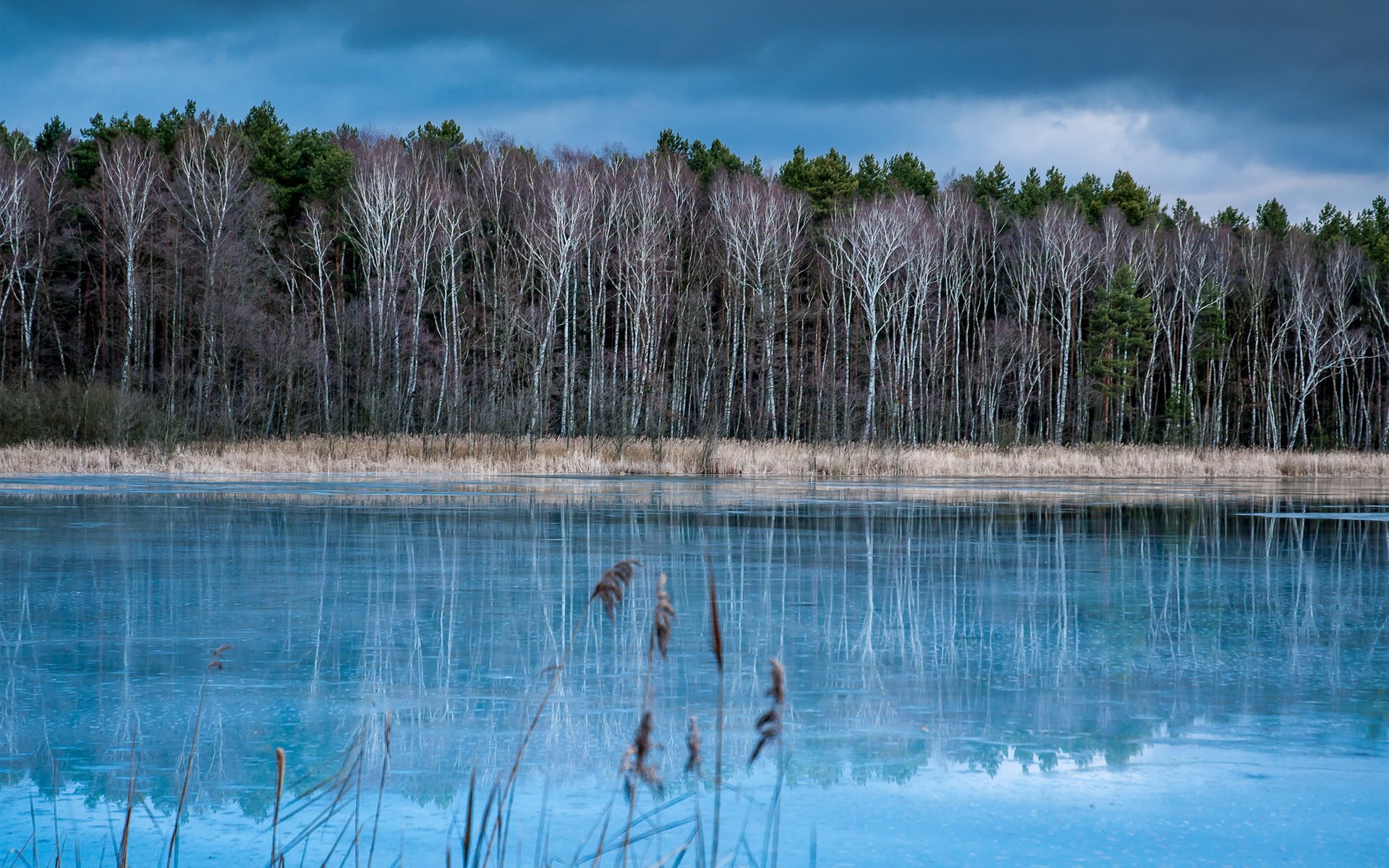 otoño frío lago bosque árboles