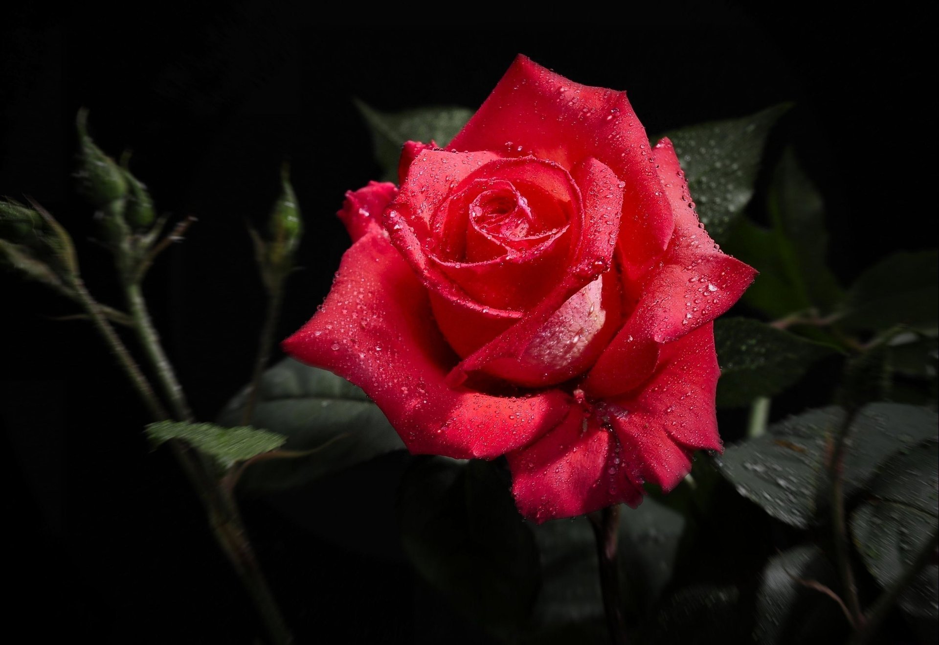 fleur noir feuilles gouttes rouge rose rosée