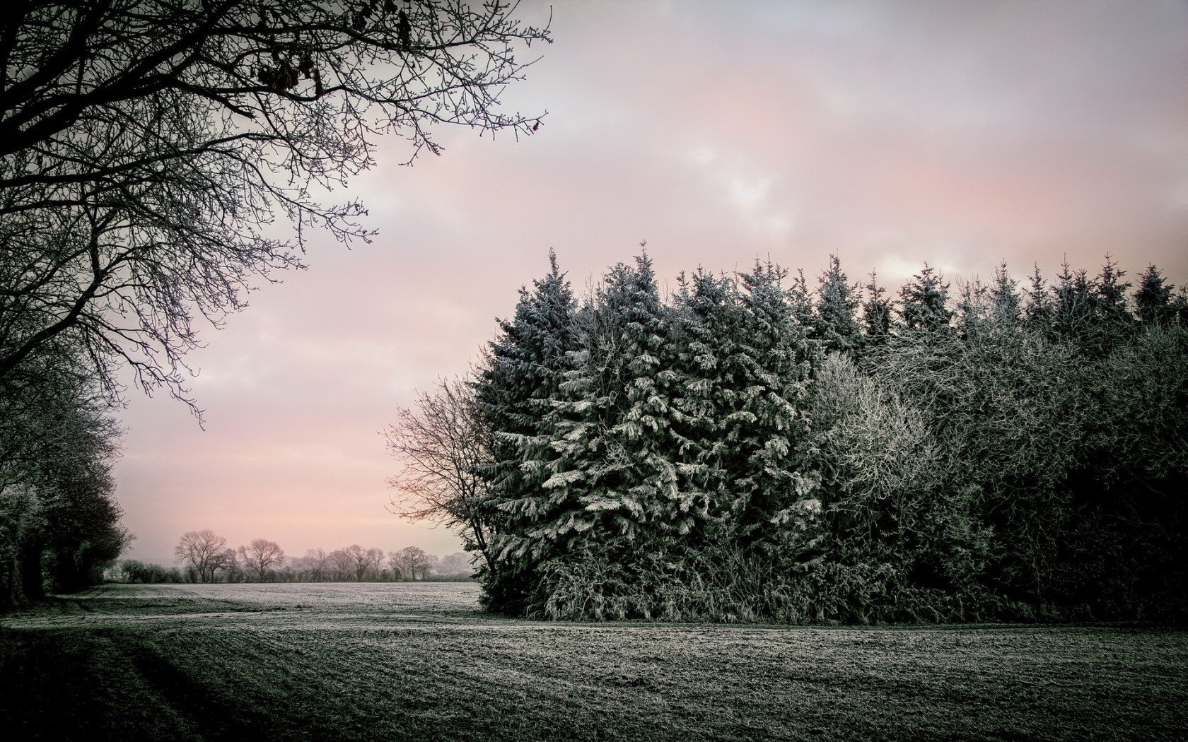 trees landscape field