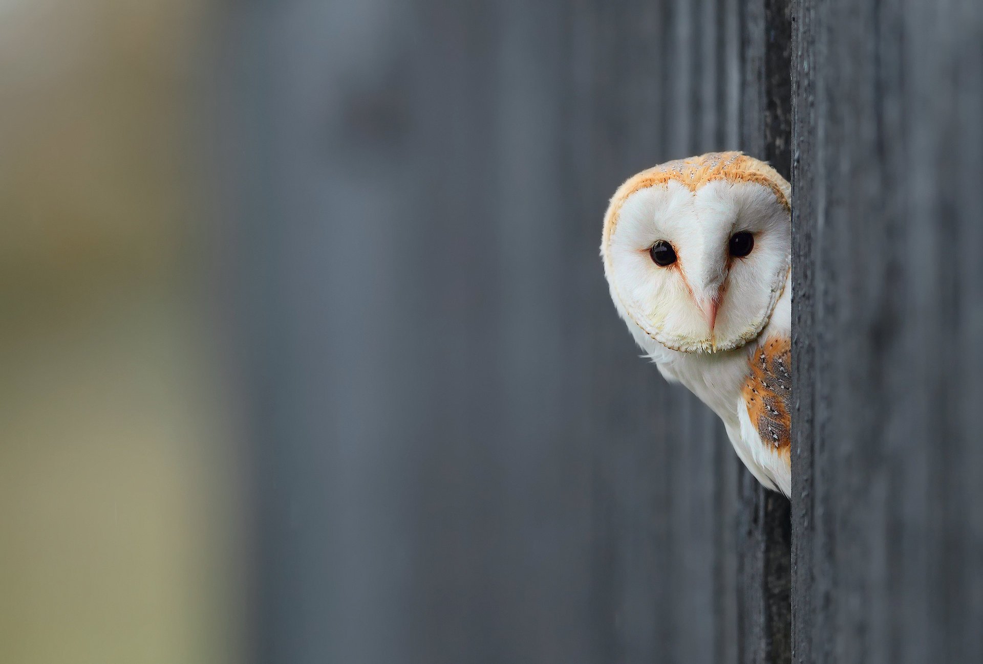 owl background white bird