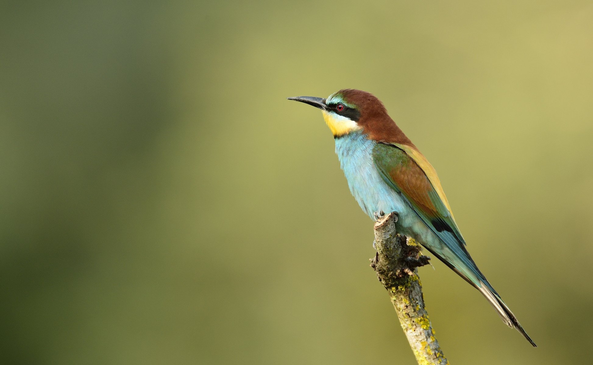 bird golden bee-eater peeled