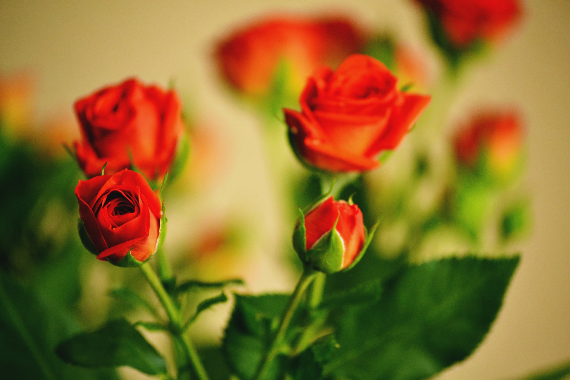 roses flowers bouquet leaves bud