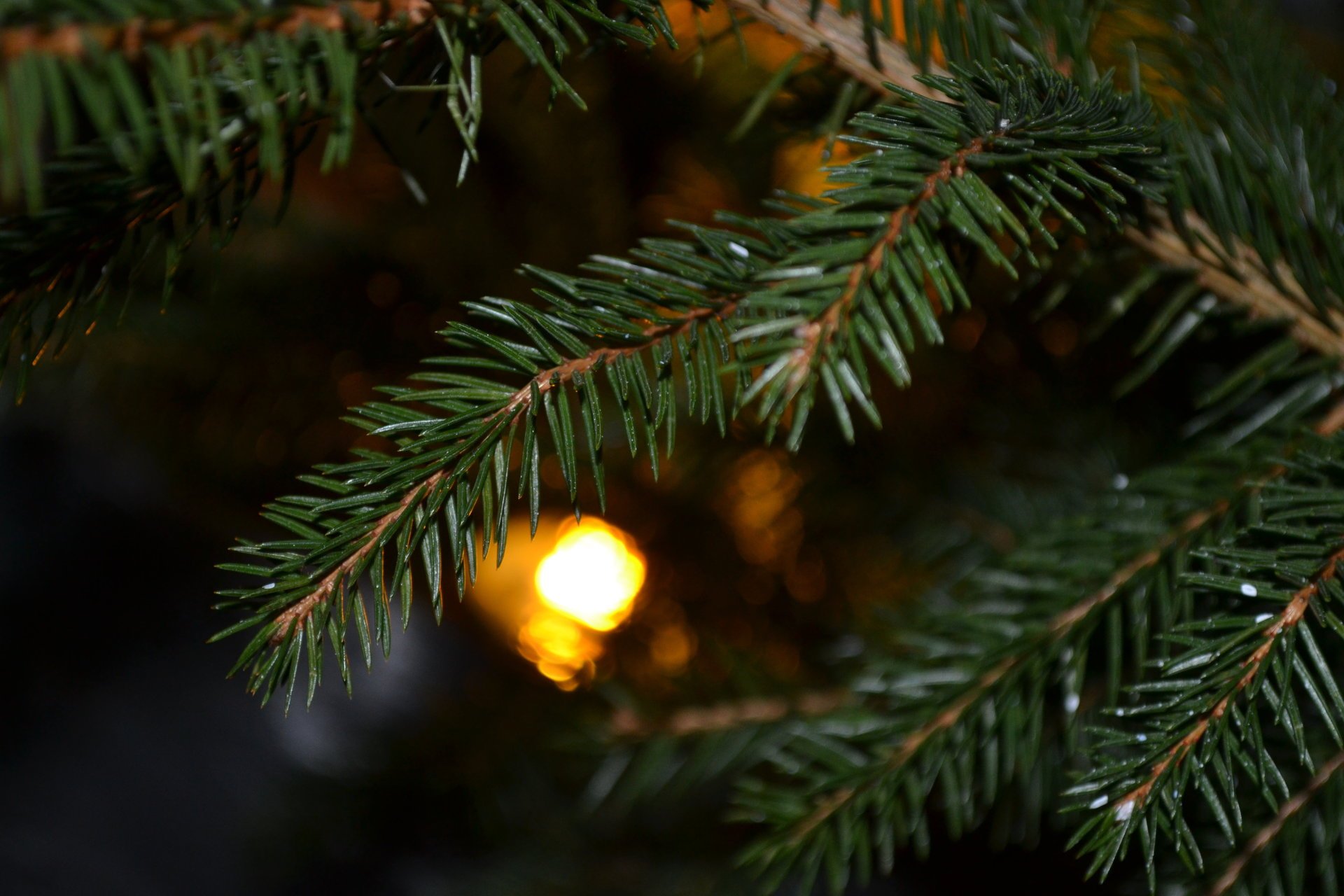 luce albero di natale